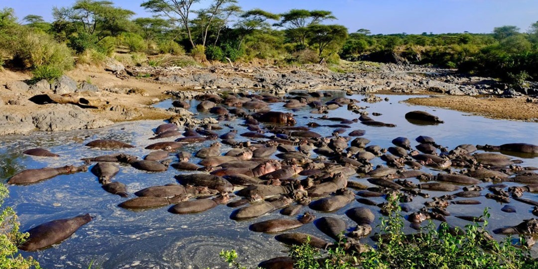 3 Days Selous Safari -Game drive, Boat& Walking Safari.