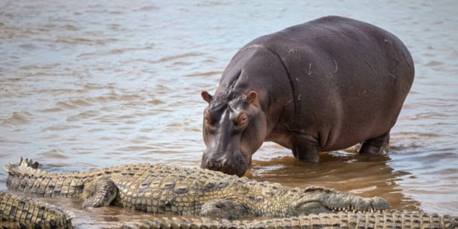 1 Day Fly-In/Fly-Out Mikumi Safari from Zanzibar