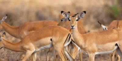 1 Day Mikumi National Park Safari by SGR Train from Dar es Salaam