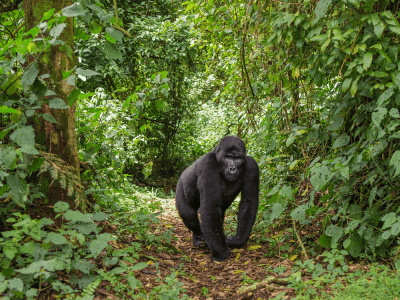 Uganda Gorilla Safari in 3 days
