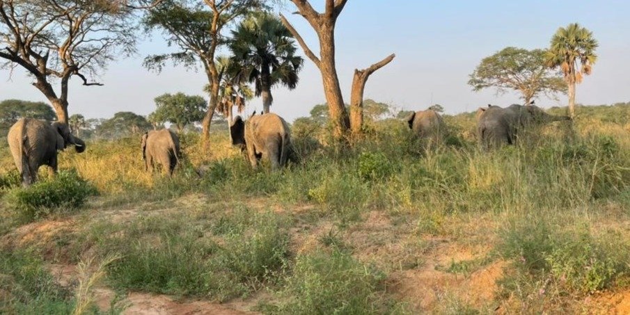 3 Days Budget  Murchison Falls National Park Safari