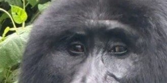 8 Day Uganda safari with Gorilla trekking