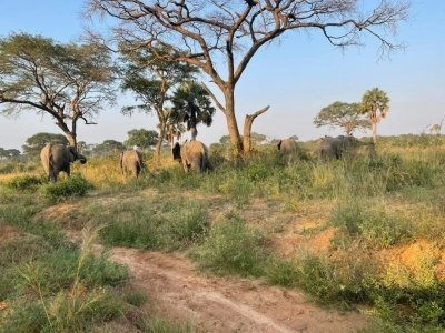 8 Day Uganda safari with Gorilla trekking