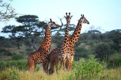 6 Days Tanzania Private Safari from Arusha