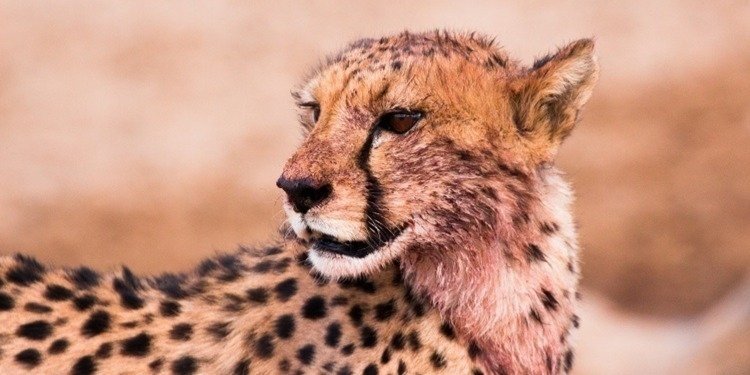 5 Days Luxury Safari from Arusha-Luxury Lodges & Camps