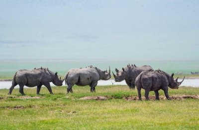 4 Days Group Safari from Arusha-Affordable Tanzania Safari