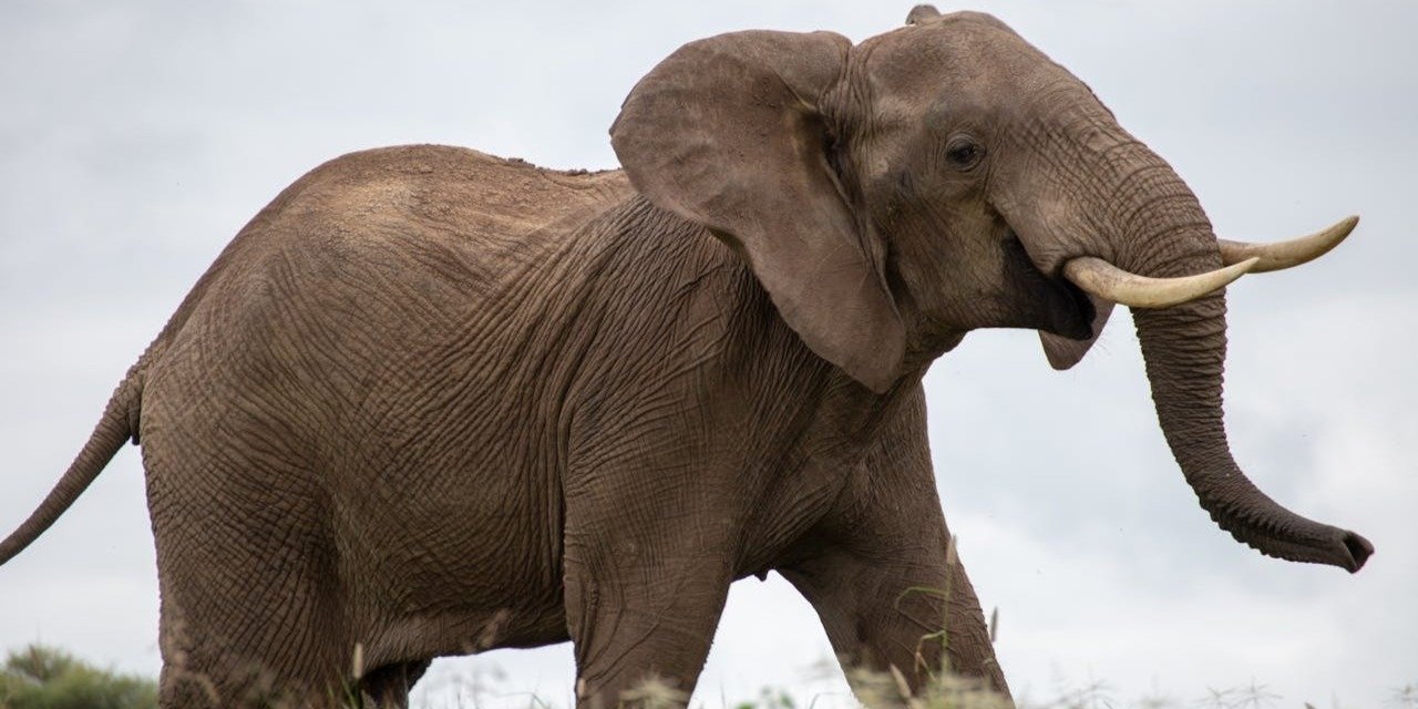 4 Days Group Safari from Arusha-Affordable Tanzania Safari