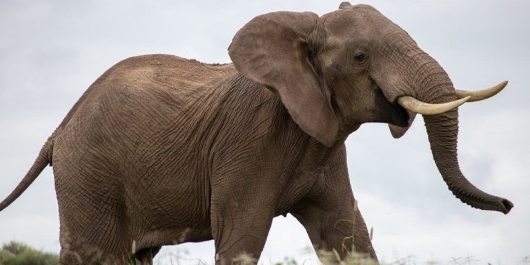 4 Days Group Safari from Arusha-Affordable Tanzania Safari