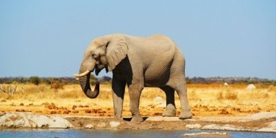 3 Days Budget Safari from Arusha: Best Short Wildlife Tour