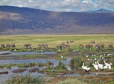 6 Days 5 Nights Serengeti King of the Jungle Safari