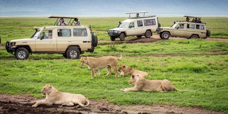 6 Days 5 Nights Serengeti King of the Jungle Safari
