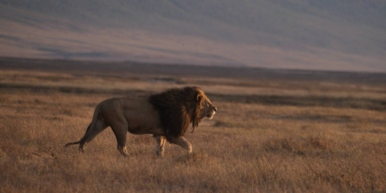 Ngorongoro Crater Full Day Tour