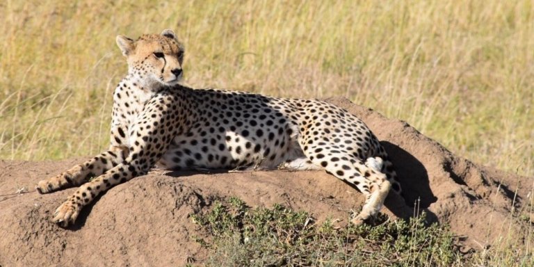 3 days Tanzania group sharing budget safari itinerary