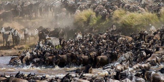 8 Days 7 Nights Tanzania Holiday-Wildebeest Migration