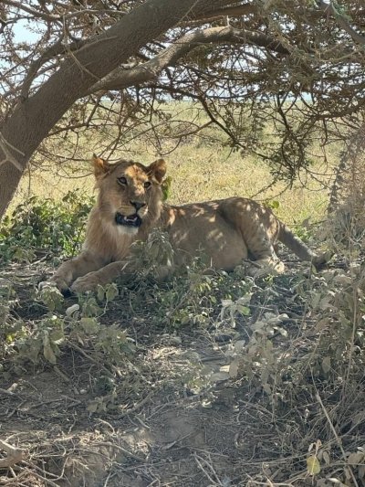 4Days 3Nights Tanzania Classic