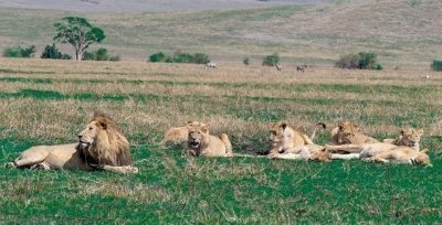 5 Days 4 Nights Serengeti,Lake Manyara, Tarangire & Ngorongoro