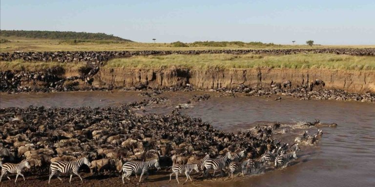 6 Days 5 Nights Tanzania Migration