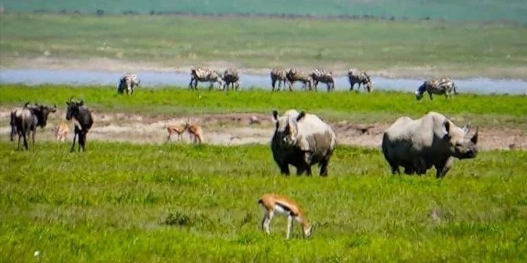 7 Days 6 Nights Tanzania Family Safari