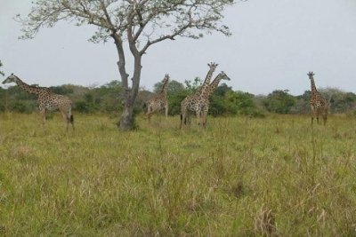 Day Trip To Saadani National Park From Tanga City