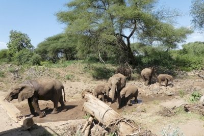 3 Days 2 Nights Saadani National Park