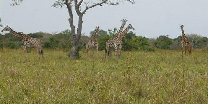 3 Days 2 Nights Saadani National Park