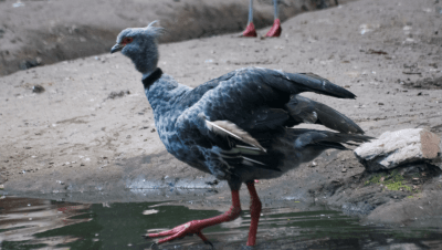 3-Day Jim Corbett Wilderness Tour with Jeep Safaris