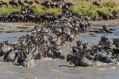 7 days Tanzania private safari | Serengeti Migration package