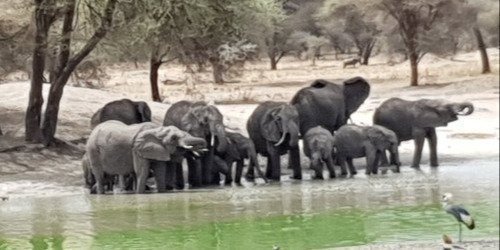 3 Days 2 Nights Mkomazi National Park