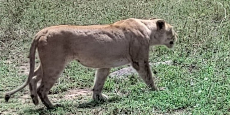 Mikumi and Nyerere National Parks 4-Day Safari