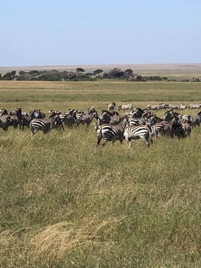 Mikumi and Nyerere National Parks 4-Day Safari