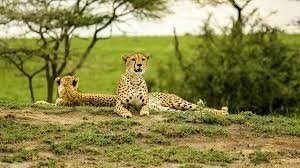 5 Days 4 Nights Best of  Mikumi & Nyerere National Park