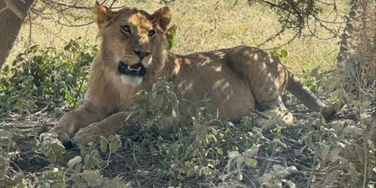 5 Days 4 Nights Best of  Mikumi & Nyerere National Park