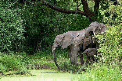 4 Days 3 Nights Mikumi & Udzungwa Mountain National Park