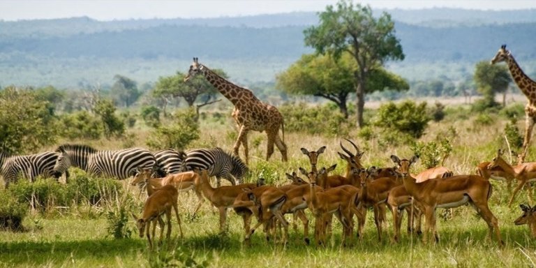 4 Days 3 Nights Mikumi & Udzungwa