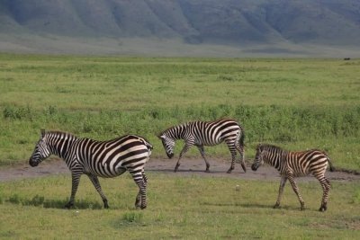 Day Trip to Mikumi National Park