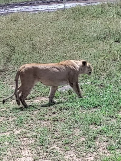 1 Day adventure to Mikumi National Park