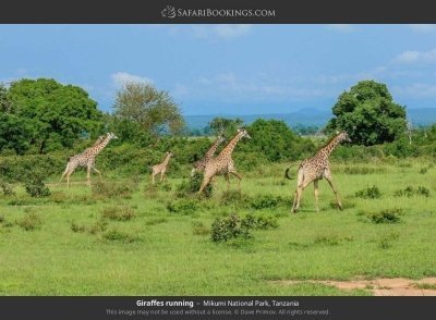 2-Days 1 Night Mikumi NP from Dar Es Salaam