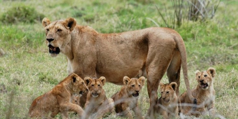 2-Days 1 Night Mikumi NP from Dar Es Salaam