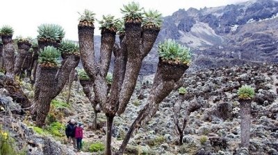 7 Days 6 Nights Kilimanjaro Trek via Lemosho route