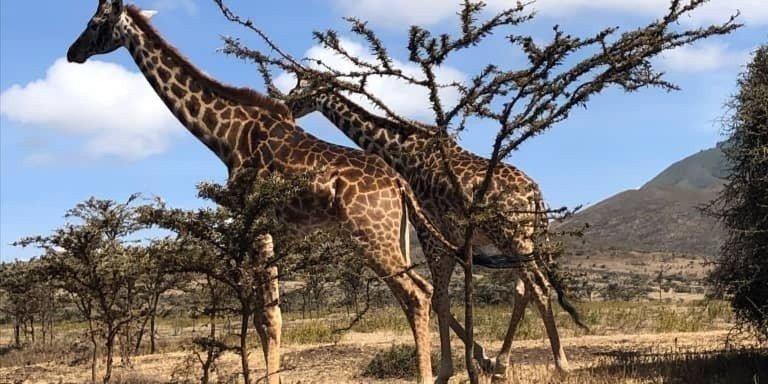 Day Trip to Mkomazi National Park from Tanga City