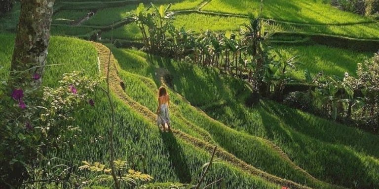 Mount Batur Jeep Sunrise and Tegalalang Rice Terrace