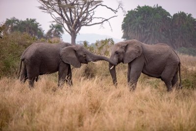 2 Days Mikumi Safari Package from Zanzibar | Tanzania Wildlife