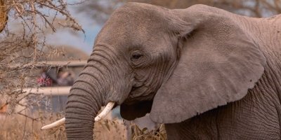 2 Days Mikumi Safari Package from Zanzibar | Tanzania Wildlife