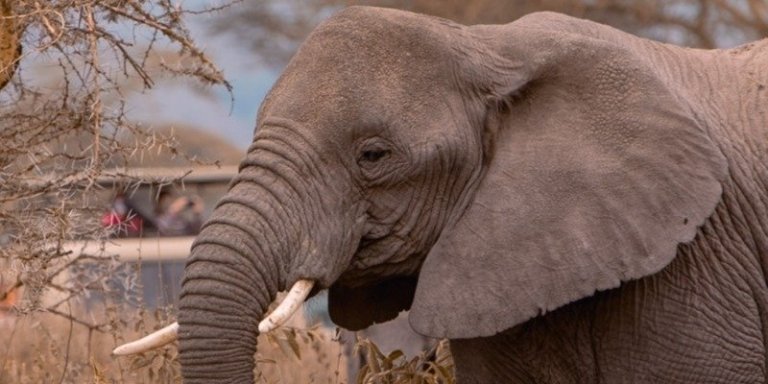 2 Days Mikumi Safari Package from Zanzibar | Tanzania Wildlife