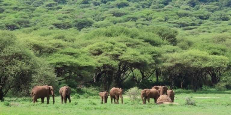 Serengeti & Ngorongoro - 4 Days Safari