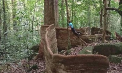 2 Days Hiking Kwamongo Peak to Mazumbai Rainforest