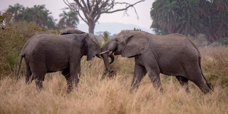 3 Days Mikumi Safari from Zanzibar | Tanzania Wildlife Adventure