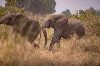 3 Days Mikumi Safari from Zanzibar | Tanzania Wildlife Adventure