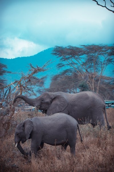 5 Days Mikumi Safari Package from Zanzibar 2026/2027