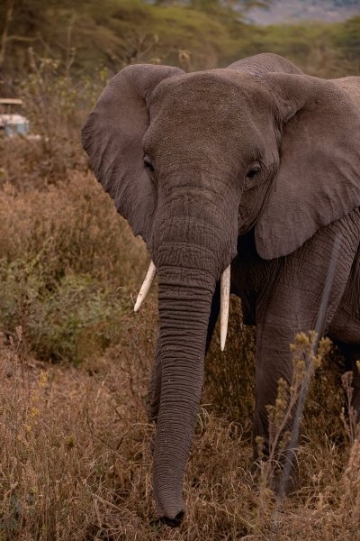 3 Days Tanzania Group Safari Package | Widerange African Safaris